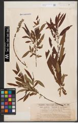 Salix aurita L. x Salix viminalis L.